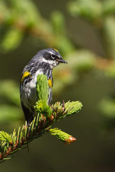 Yellow Rumped Warbler Common Urban Nova Scotia Birds · Inaturalistca