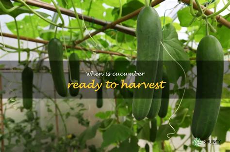 How To Tell When Your Cucumbers Are Ready To Harvest Shuncy