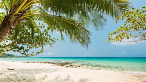 4k Summertime Palm Tree Tropical Beach Vacation Tropical Sea Beach Coast Sandy Beach