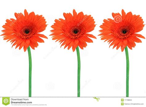 Brief description:a truly amazing tree. Three red flowers stock photo. Image of nature, blossoming ...