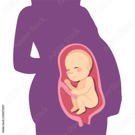 Cute Unborn Fetus Baby On Mother Womb Buy This Stock Vector And