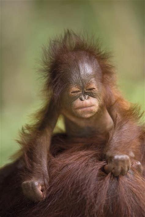 Baby Orangutan Too Cute Pinterest