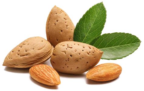 Almond Png Images Free Download