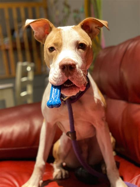 Look how cute Goten is!! He is... - Stray Rescue of St. Louis