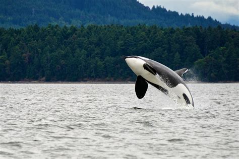 Awesome Orcas 9 Great Spots To See Killer Whales In The Wild Wanderlust