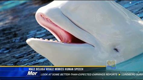 Study Male Beluga Whale Mimics Human Speech Cbs News 8 San Diego