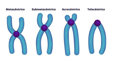 Cromosomas Que Son Tipos De Cromosomas Y Partes My Xxx Hot Girl