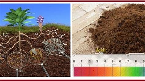 What Is Alkaline Soil And How Gypsum Helps In The Treatment Of Alkaline