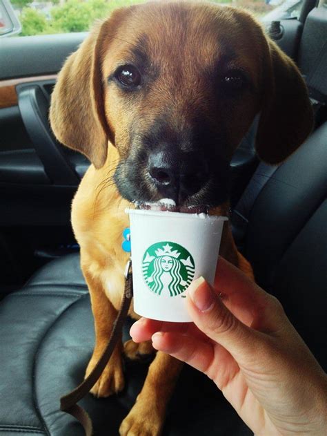 Starbucks Puppuccino Who Knew Dog Friends Dogs Puppies