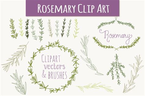 Rosemary Clip Art And Vectors Graphics Creative Market