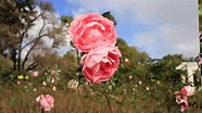 Los Rosedales | Flowers, Rose, Plants