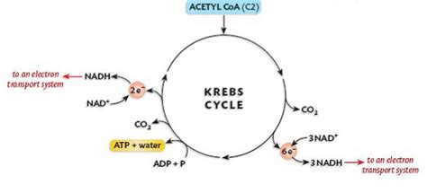 Krebs Cycle Diagram Simple
