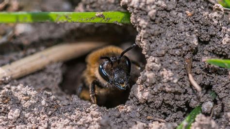 How To Get Rid Of Ground Bees Forbes Home