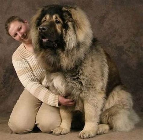 Caucasian Shepherd Fierce Breed Very Powerful Caucasian Mountain Dog