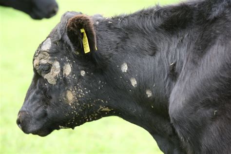 How To Get Rid Of Cows Ringworm All About Cow Photos