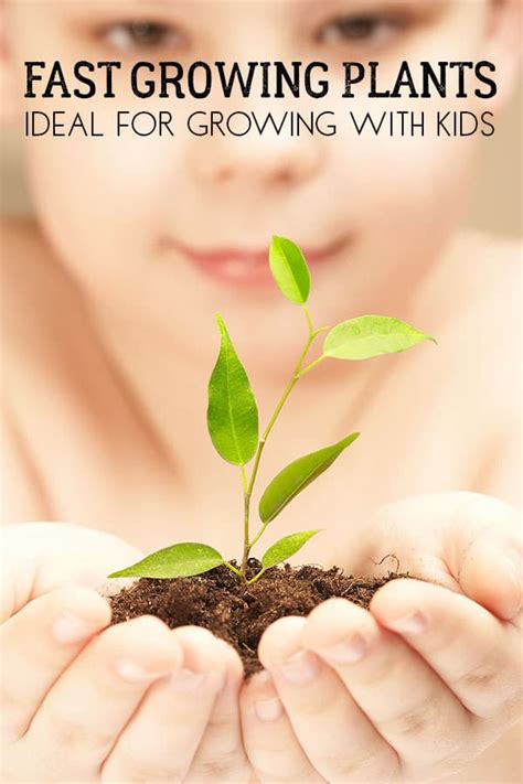 Tips to speed up your seeds growing faster. Quick and Easy Seeds to Grow with Kids and First Time ...
