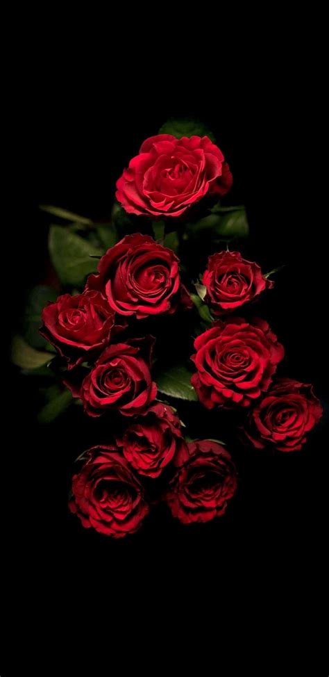 Fantasy black rose hd wallpaper. Pin by Benchrifa Bouchra on FLORZINHAS | Red roses ...