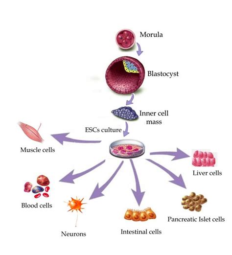 Stem Cells And Stem Cell Transplantation Pictures