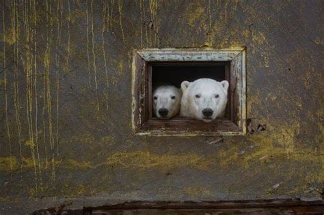 La Casa De Los Osos Polares El Hermoso Ensayo Fotográfico De Dmitry