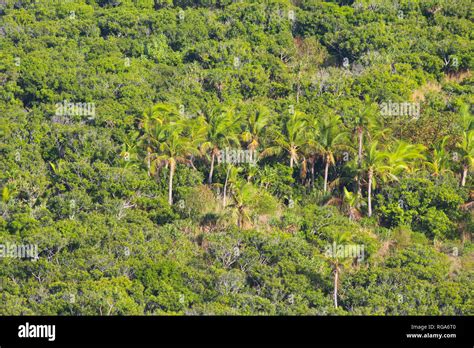 Coconut Palms And Other Vegetation Along The Slopes Of The Island Of