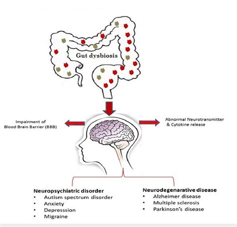 Gut Dysbiosis In Disorders Of The Brain Download Scientific Diagram