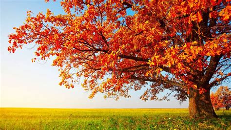 Hd Wallpapers 1080p Nature Autumn Nice Pics Gallery