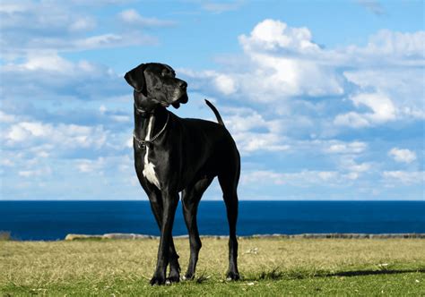 The Great Dane - Breed Guide & Top Facts - Animal Corner