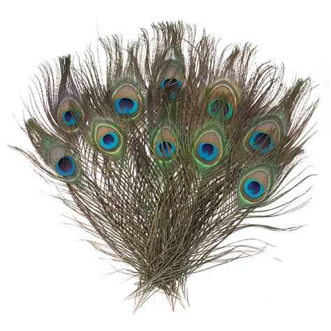 natural peacock feathers 8 15 inch natural peacock bird etsy