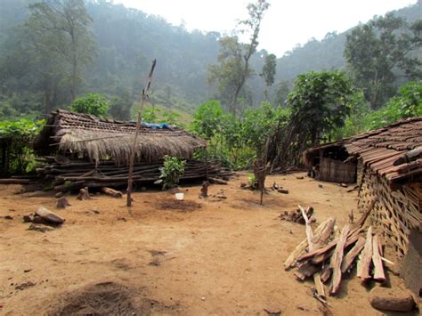 How The Pandemic Has Affected Indias Forest Dwelling Communities The Wire Science