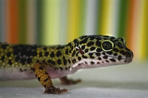 34 Interesting Facts About Leopard Geckos Wildlife Informer