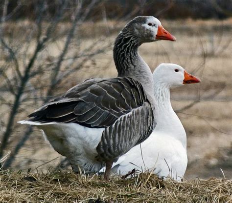 Domesticated Geese Geese Breeds Pet Birds Beautiful Birds