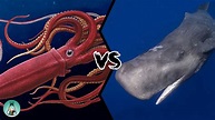 GIANT SQUID VS SPERM WHALE - Who would win this fight from the depths ...