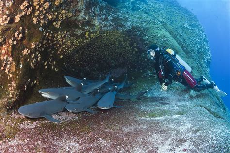 The Top 5 Scuba Diving Sites Of Costa Rica