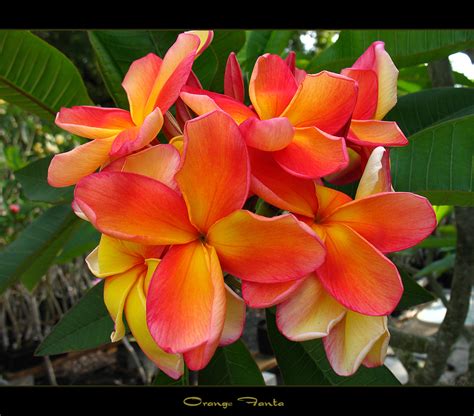 Rare Flowers The Plumeria Orange Fanta Here Is Another S Flickr