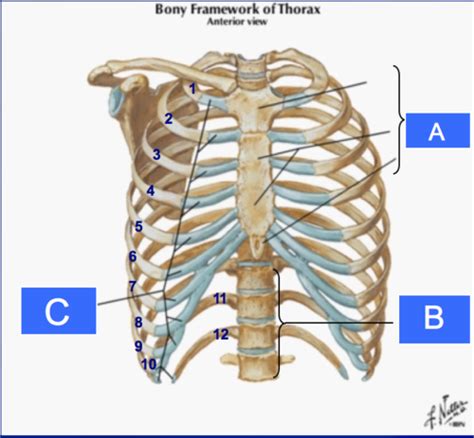 Thorax Chest Flashcards Quizlet