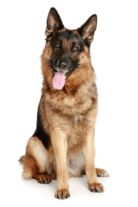 Smartest Dog Breeds Easiest Dogs To Train German Shepherd Puppies