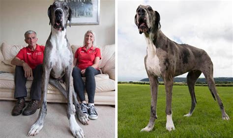 A Real Great Dane Meet The Pet Hoping To Become Worlds Tallest Dog