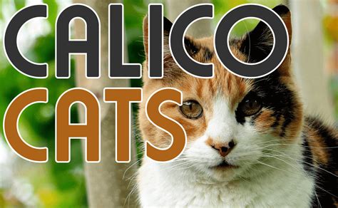 Calico Cats Catwiki