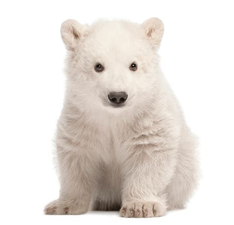 Premium Photo Polar Bear Cub Ursus Maritimus Sitting Against White