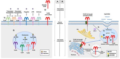 Different Locations Of Tlrs And The Tlr9 Signaling Route A 1