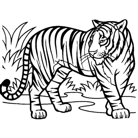 Desenhos Para Colorir Tigre
