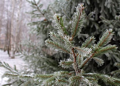 Green Spruce Branch Covered With Frost During The First