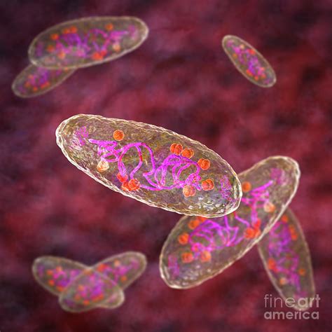 Plague Bacteria Yersinia Pestis Photograph By Kateryna Konscience