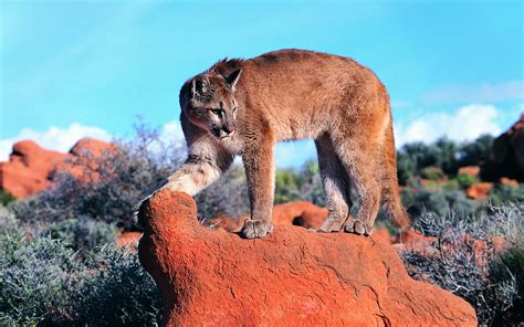 Cougar Hd Wallpaper Background Image 1920x1200 Id339822