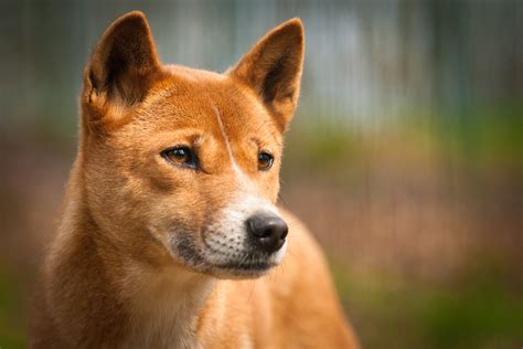 What Color Are Dingo Dogs