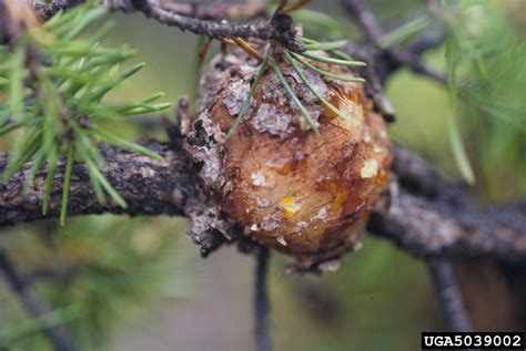 Pine Gall Rust Treatment Eastern And Western Pine Gall Rust Facts