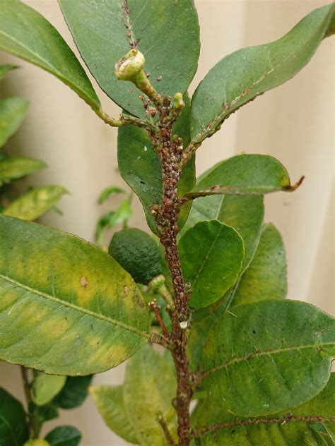 The dealing strategy includes washing the citrus tree with a spray nozzle on a garden hose, begining from the top to entire leaf structure.spray ortho volck oil if new brown leaves begin appearing. Lemon Tree Leaf Fungus | Leafandtrees.org