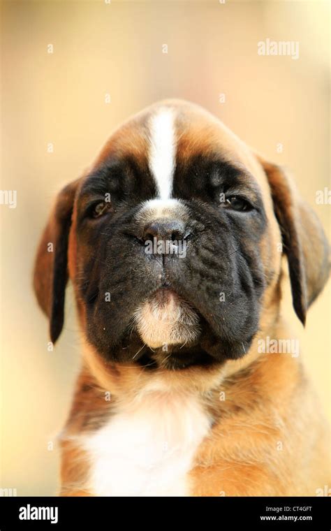 Boxer Puppy Cute Hi Res Stock Photography And Images Alamy