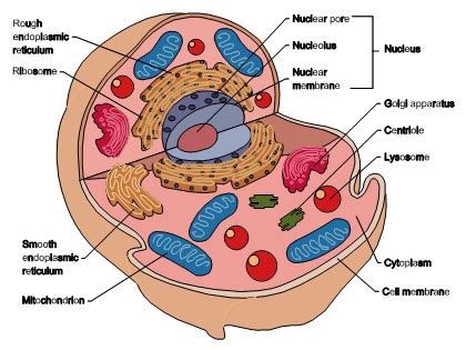 Animal cell simple diagram labeled. Animal cell diagram - labeled | Science! | Pinterest ...