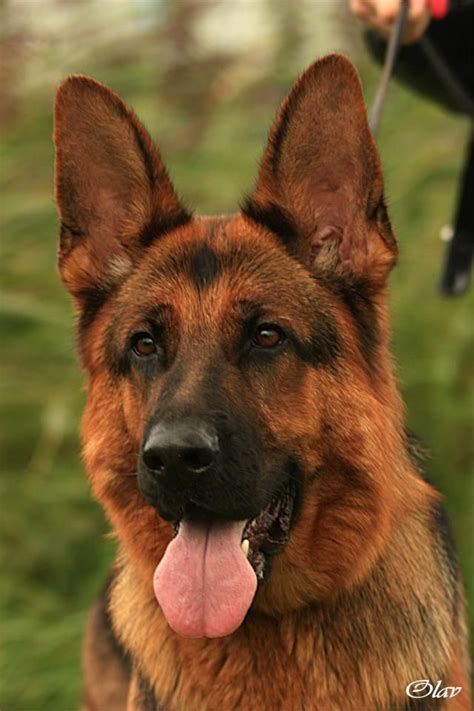 Red Sand Black Gsd Beautful Face And Ears And Most Of All His Is A Gsd